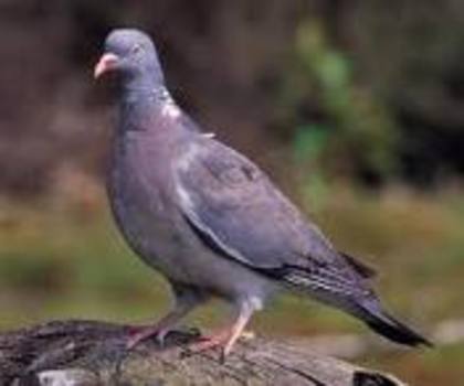 Columba palumbus