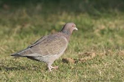 Columba picazuro - 4 specii de porumbei si pasari