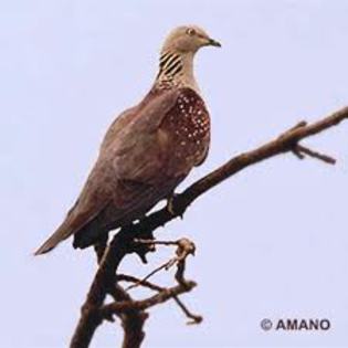 Columba pollenii