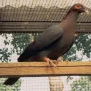Columba squamosa