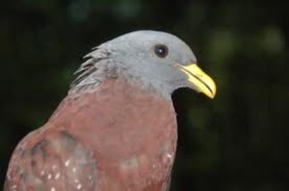 Columba thomensis