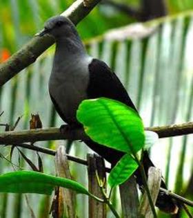 Cryptophaps poecilorrhoa