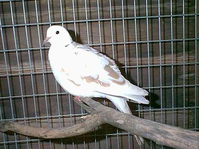 dove12