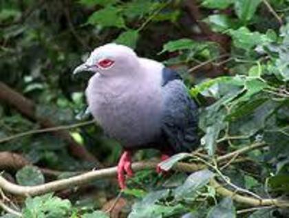 Ducula brenchleyi