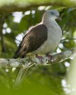 Ducula carola
