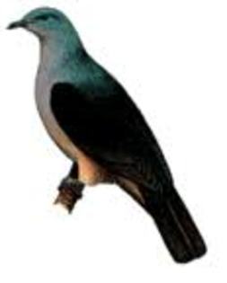 Ducula cineracea