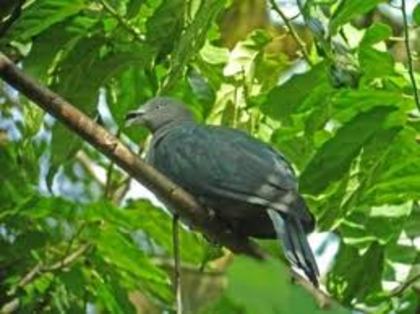 Ducula galeata