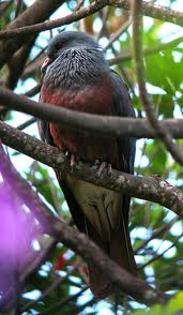 Ducula goliath