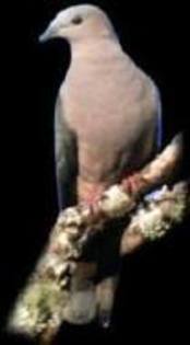 Ducula lacernulata