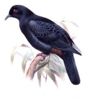 Ducula melanochroa