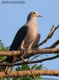 Ducula mindorensis