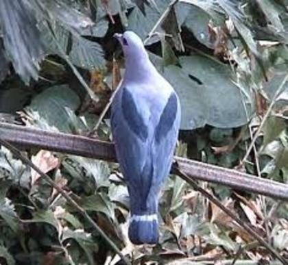 Ducula pinon