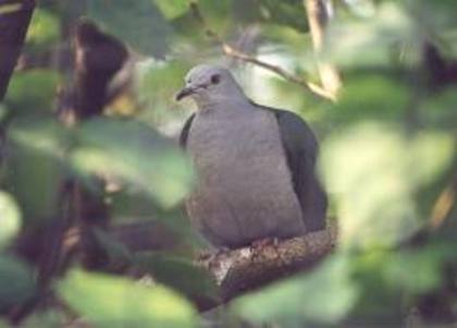 Ducula radiata