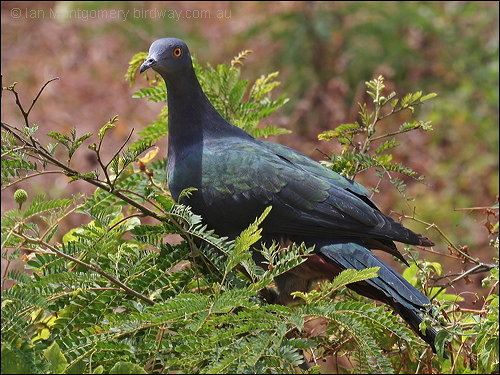 Ducula whartoni