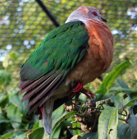 Ducula_rufigaster