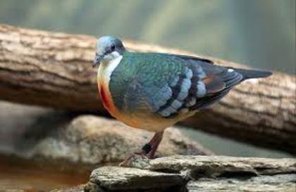 Gallicolumba luzonica