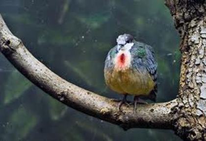 Gallicolumba platenae - 4 specii de porumbei si pasari