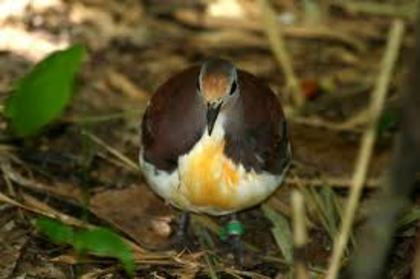 Gallicolumba rufigula