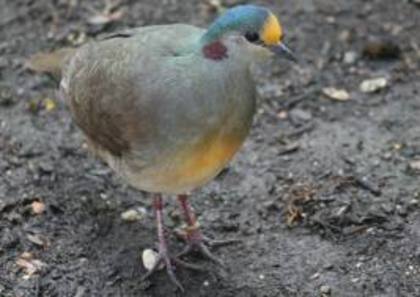 Gallicolumba tristigmata