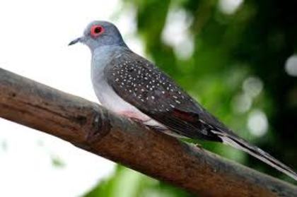 Geopelia cuneata