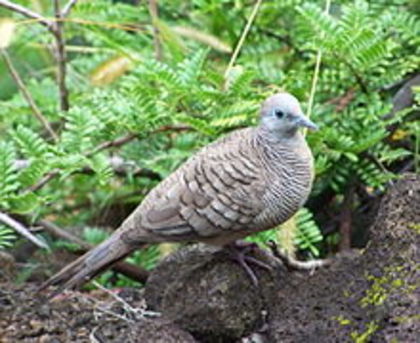 Geopelia striata