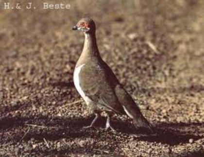 Geophaps smithii