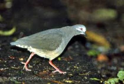 Geotrygon veraguensis