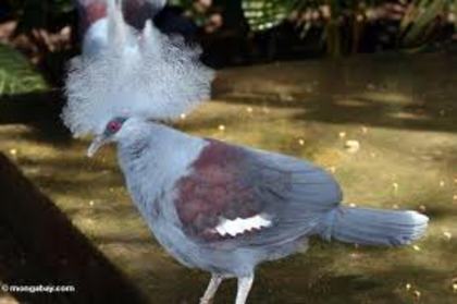 Goura cristata