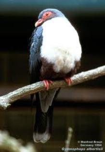 Gymnophaps albertisii