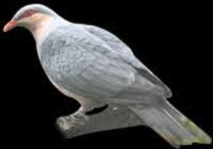 Gymnophaps mada