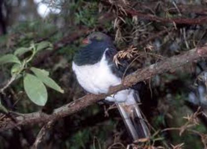 Hemiphaga novaeseelandiae