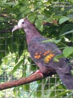 Henicophaps albifrons