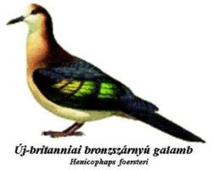 Henicophaps foersteri