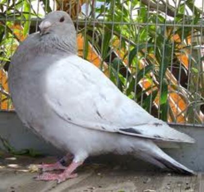 Jiennense Pouter - 4 specii de porumbei si pasari