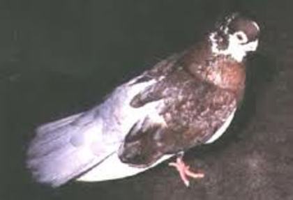 Kaluga Turmani