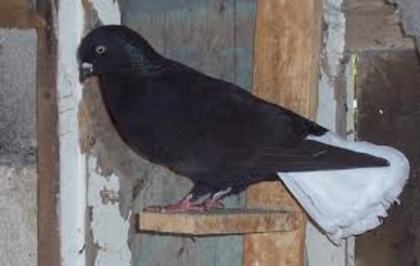 Karakand Fantail - 4 specii de porumbei si pasari