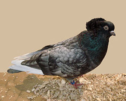 Komorner Tumbler - 4 specii de porumbei si pasari