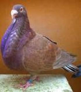 Laudino Sevillano Pouter