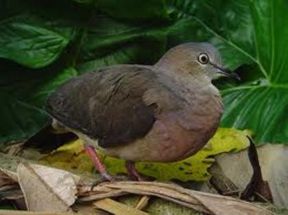 Leptotila conoveri