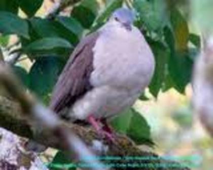 Leptotila plumbeiceps