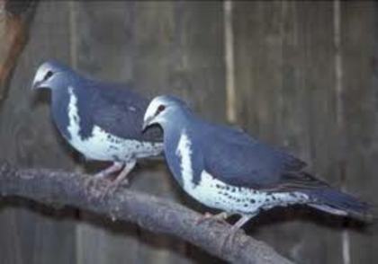 Leucosarcia melanoleuca
