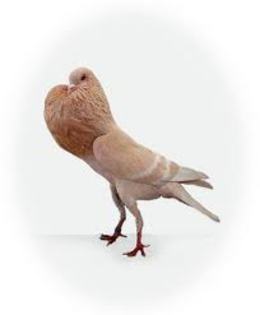 Lille Pouter