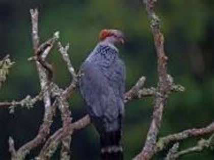 Lopholaimus antarcticus
