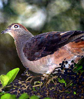 Macropygia amboinensis