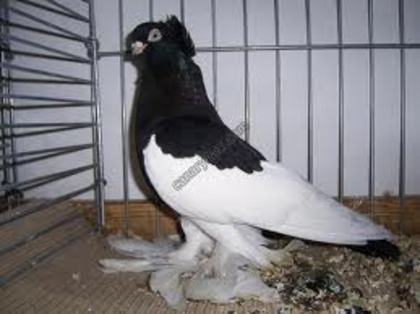Markische Magpie Tumbler