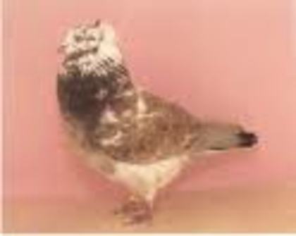 Miniature American Crested