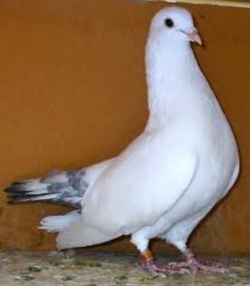 Morrillero Alicantino Pouter
