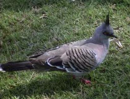 Ocyphaps lophotes