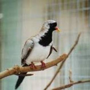 Oena capensis
