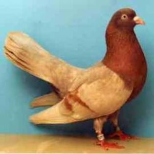 Oriental Roller